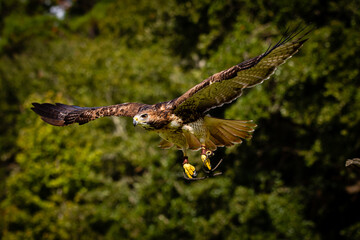 Fototapeta premium Red-tailed Hawk