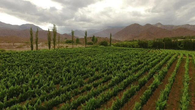 Agriculture. Wine production. Aerial view of the vineyard and mountains in the background, at sunset. View of the green grapevines plantation field. 