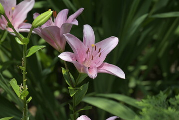 giglio rosa