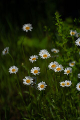 Fototapeta premium white and yellow daisies in full bloom in field in summer time growing in wild amongst tall grass in rural area of Ontario Canada vertical format room for type wildflowers backdrop or background 