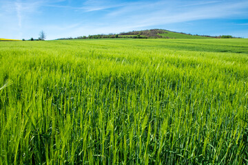 green field, hill and blue sky