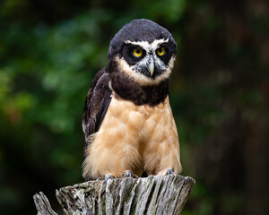 Spectacled Owl