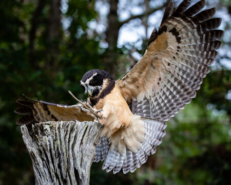 Spectacled Owl" Images – Browse 394 Stock Photos, Vectors, and Video |  Adobe Stock