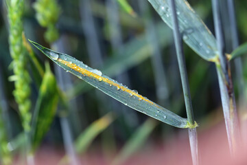 Severe yellow or stripe rust Puccinia striiformis on a wheat crop