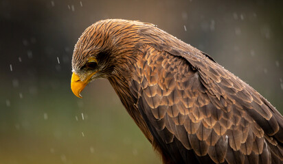 Yellow-billed Kite