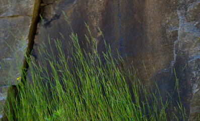 green grass against rock backdrop in woods forest or park outdoors in nature natural setting nice composition and contrast of natural green rust and grey horizontal format nature background type space