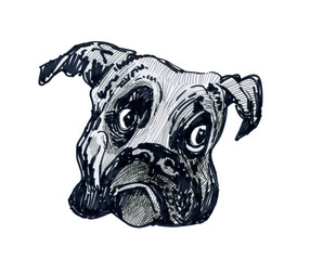Bulldog looks with surprise. Character cartoon style drawing.