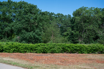 FLOWER,TREE,PLANTS,ANIMALS, LANDSCAPE