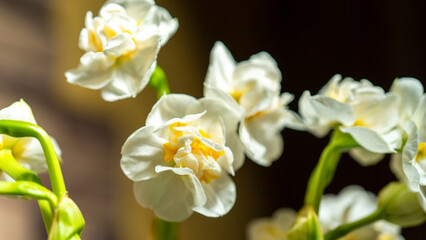 The flower of a double daffodil is white with a yellow core, close-up against a blurry background of other daffodils. First spring flowers