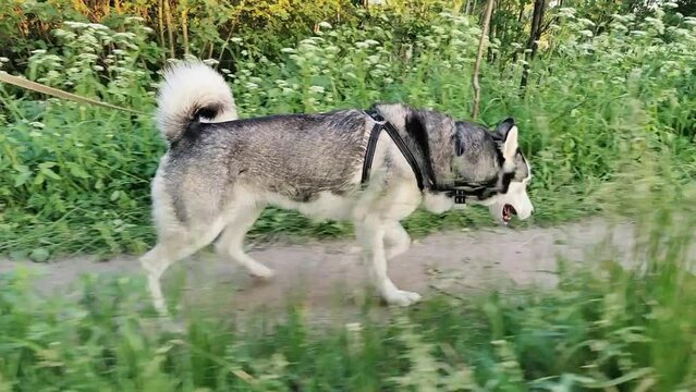 Siberian husky walking