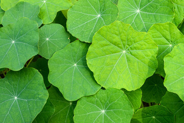 Naklejka na ściany i meble Nasturtium leaves growing closly toether in closeup view showing the fine details