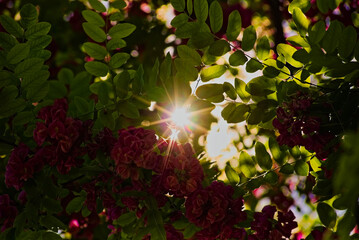 Różowe kwiaty i zielone liście , drzewa z gatunku robinii , prześwietlone poprzez promienie słońca . © Grzegorz