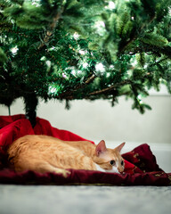 Orange Cat Christmas