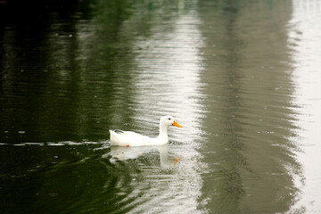 white swan swimming in the lake