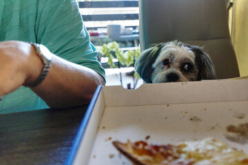 close up of a cute dog begging for pizza