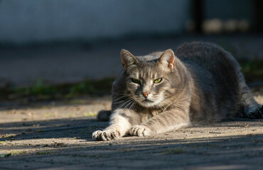 close up of a domestic cat lying on the ground