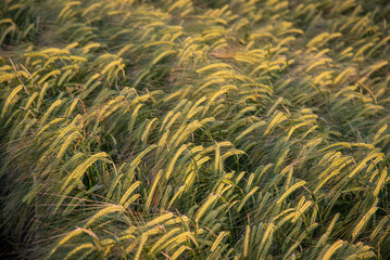 Wheat field in evening colours, young crop