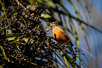Shore birds, birds in trees and boats in harbor