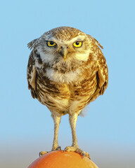 Burrowing owl on a perch