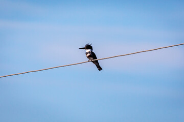 Shore birds, birds in trees and boats in harbor