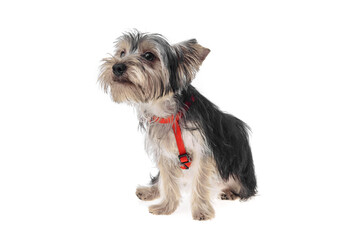 Beautiful and cute black and white yorkshire terrier dog over isolated background. Studio shoot of purebreed yorkie puppy.