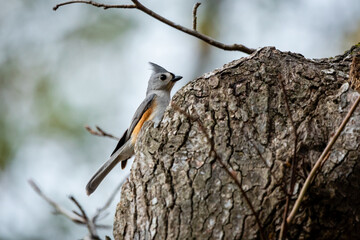 Birds in trees and water