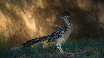 Greater Roadrunner looking off to the side
