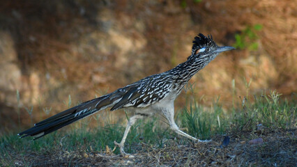 Greater Roadrunner on the move