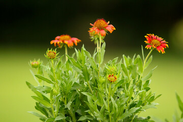 red and yellow flowers