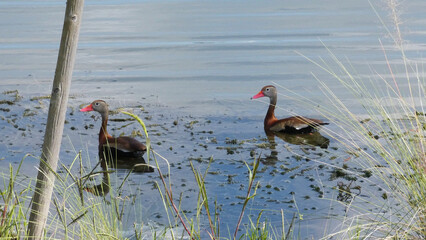 Black Bellied Whistling Duck Birds Swimming in Florida Nature Pond