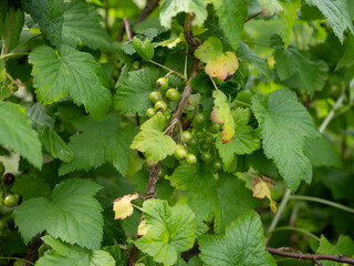 white currants are grown in the home garden