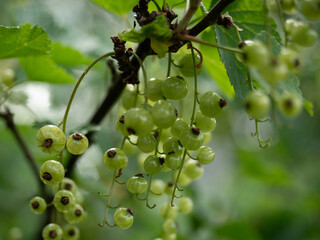white currants are grown in the home garden