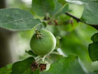 antonówka apple young, green, growing