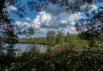 Fototapeta na wymiar Latvian forest landscape in spring with marsh an flowers