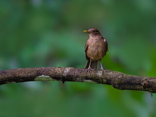 Clay-colored Thrush perched on stick on dark green background