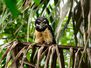 Spectacled Owl sitting on dry palm tree branch, portrait