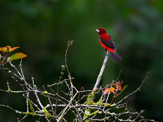 Crimson-backed Tanager perched on a tree branch on green background