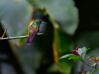 Snowy-bellied Hummingbird sitting on stick on green background