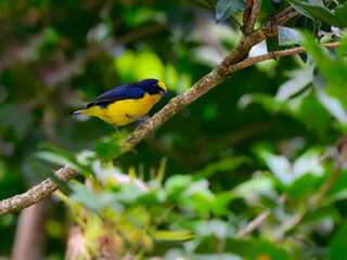 Male Thick-billed Euphonia perched on a tree branch on green background