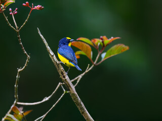 Male Thick-billed Euphonia perched on a tree branch on green background