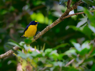 Male Thick-billed Euphonia perched on a tree branch on green background