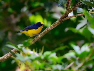 Male Thick-billed Euphonia perched on a tree branch on green background