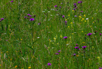 a close-up with grass and wildflowers