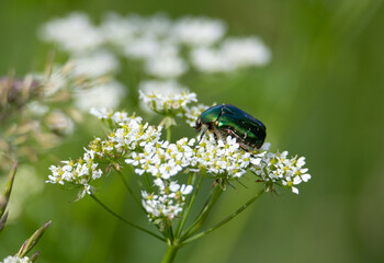 a close-up with Cetonia aurata beetle on a flower