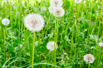 Glade of fresh meadow dandelions on a sunny spring day. Flowering dandelions. Excellent background for the expression of spring mood.