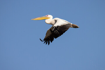 Pelican Doa, during the migratory season in the fall, passes through the skies of the State of Israel in the Syrian-African rift, heading south to Africa