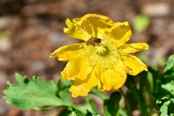 Yellow Iceland poppy is a perennial. Bee pollinating the pretty yellow flower.