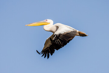 Pelican Doa, during the migratory season in the fall, passes through the skies of the State of Israel in the Syrian-African rift, heading south to Africa