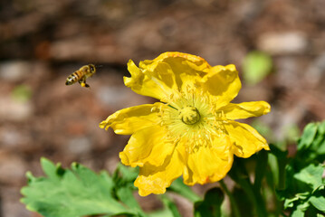 Yellow Iceland poppy is a perennial. Bee pollinating the pretty yellow flower.