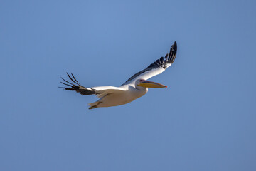 Pelican Doa, during the migratory season in the fall, passes through the skies of the State of Israel in the Syrian-African rift, heading south to Africa